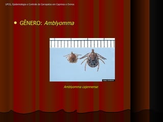 UFCG, Epidemiologia e Controle de Carrapatos em Caprinos e Ovinos GÊNERO:  Amblyomma Amblyomma cajennense 