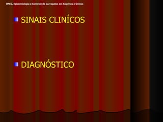 SINAIS CLINÍCOS DIAGNÓSTICO UFCG, Epidemiologia e Controle de Carrapatos em Caprinos e Ovinos 
