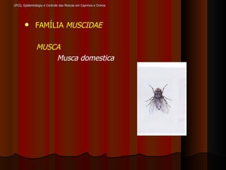 FAMÍLIA  MUSCIDAE MUSCA Musca domestica UFCG, Epidemiologia e Controle das Moscas em Caprinos e Ovinos 