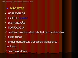 UFCG, Epidemiologia e Controle de Sarna em Caprinos e Ovinos SARCOPTES HOSPEDEIROS ESPÉCIE:  scabiei DISTRIBUIÇÃO MORFOLOGIA contorno arrendondado ate 0,4 mm de diâmetro patas curtas estrias transversais e escamas triangulares no dorso são escavadores 