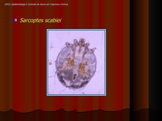 UFCG, Epidemiologia e Controle de Sarna em Caprinos e Ovinos Sarcoptes scabiei 