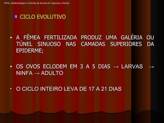 UFCG, Epidemiologia e Controle de Sarnas em Caprinos e Ovinos CICLO EVOLUTIVO A FÊMEA FERTILIZADA PRODUZ UMA GALÉRIA OU TÚNEL SINUOSO NAS CAMADAS SUPERIORES DA EPIDERME; OS OVOS ECLODEM EM 3 A 5 DIAS  -> LARVAS  -> NINFA -> ADULTO O CICLO INTEIRO LEVA DE 17 A 21 DIAS 