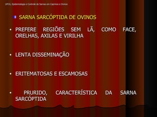 UFCG, Epidemiologia e Controle de Sarnas em Caprinos e Ovinos SARNA SARCÓPTIDA DE OVINOS PREFERE REGIÕES SEM LÃ, COMO FACE, ORELHAS, AXILAS E VIRILHA LENTA DISSEMINAÇÃO ERITEMATOSAS E ESCAMOSAS PRURIDO, CARACTERÍSTICA DA SARNA SARCÓPTIDA 