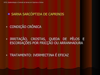 UFCG, Epidemiologia e Controle de Sarnas em Caprinos e Ovinos SARNA SARCÓPTIDA DE CAPRINOS CONDIÇÃO CRÔNICA IRRITAÇÃO, CROSTAS, QUEDA DE PÊLOS E ESCORIAÇÕES POR FRICÇÃO OU ARRANHADURA TRATAMENTO: IVERMECTINA É EFICAZ 