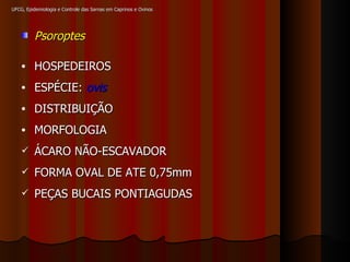 UFCG, Epidemiologia e Controle das Sarnas em Caprinos e Ovinos Psoroptes HOSPEDEIROS ESPÉCIE:  ovis DISTRIBUIÇÃO MORFOLOGIA ÁCARO NÃO-ESCAVADOR FORMA OVAL DE ATE 0,75mm PEÇAS BUCAIS PONTIAGUDAS 