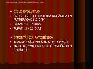UFCG, Epidemiologia e Controle das Moscas em Caprinos e Ovinos CICLO EVOLUTIVO   OVOS: FEZES OU MATÉRIA ORGÂNICA EM PUTREFAÇÃO (12-24H) LARVAS: 3 - 7 DIAS PUPAM: 3 - 26 DIAS IMPORTÂNCIA PATOGÊNICA TRANSMISSÃO MECÂNICA DE DOENÇAS MASTITE, CONJUNTIVITE E CARBÚNCULO HEMÁTICO 