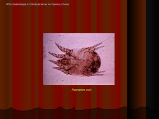 UFCG, Epidemiologia e Controle de Sarnas em Caprinos e Ovinos Psoroptes ovis 