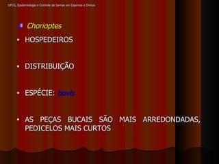 UFCG, Epidemiologia e Controle de Sarnas em Caprinos e Ovinos Chorioptes HOSPEDEIROS DISTRIBUIÇÃO ESPÉCIE:  bovis AS PEÇAS BUCAIS SÃO MAIS ARREDONDADAS, PEDICELOS MAIS CURTOS  
