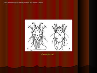 UFCG, Epidemiologia e Controle de Sarnas em Caprinos e Ovinos Chorioptes ovis 