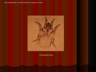 UFCG, Epidemiologia e Controle de Sarnas em Caprinos e Ovinos Chorioptes bovis 