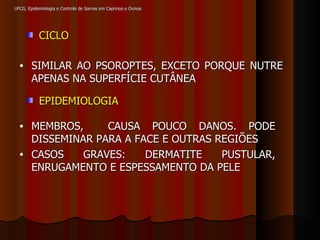 UFCG, Epidemiologia e Controle de Sarnas em Caprinos e Ovinos SIMILAR AO PSOROPTES, EXCETO PORQUE NUTRE APENAS NA SUPERFÍCIE CUTÂNEA CICLO EPIDEMIOLOGIA MEMBROS,  CAUSA POUCO DANOS. PODE DISSEMINAR PARA A FACE E OUTRAS REGIÕES CASOS GRAVES: DERMATITE PUSTULAR, ENRUGAMENTO E ESPESSAMENTO DA PELE 