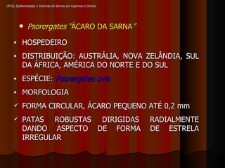 UFCG, Epidemiologia e Controle de Sarnas em Caprinos e Ovinos Psorergates “ ÁCARO DA SARNA ” HOSPEDEIRO DISTRIBUIÇÃO: AUSTRÁLIA, NOVA ZELÂNDIA, SUL DA ÁFRICA, AMÉRICA DO NORTE E DO SUL ESPÉCIE:  Psorergates ovis MORFOLOGIA FORMA CIRCULAR, ÁCARO PEQUENO ATÉ 0,2 mm PATAS ROBUSTAS DIRIGIDAS RADIALMENTE DANDO ASPECTO DE FORMA DE ESTRELA IRREGULAR 