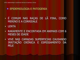 UFCG, Epidemiologia e Controle de Sarnas em Caprinos e Ovinos EPIDEMIOLOGIA E PATOGENIA É COMUM NAS RAÇAS DE LÃ FINA, COMO MERINO E A CORRIDALE LENTA RARAMENTE E ENCONTADA EM ANIMAIS COM 6 MESES DE IDADE VIVE NAS CAMADAS SUPERFICIAS CAUSANDO IRRITAÇÃO CRÔNICA E ESPESSAMENTO DA PELE  
