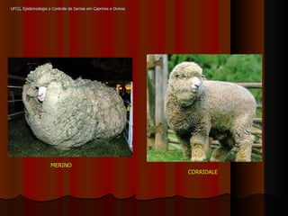 MERINO CORRIDALE UFCG, Epidemiologia e Controle de Sarnas em Caprinos e Ovinos 