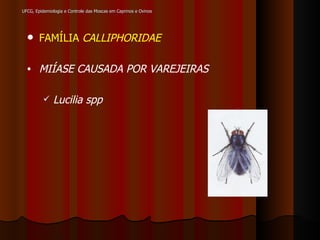 UFCG, Epidemiologia e Controle das Moscas em Caprinos e Ovinos FAMÍLIA  CALLIPHORIDAE MIÍASE CAUSADA POR VAREJEIRAS Lucilia   spp 
