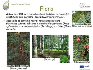 Natural Treasures of Europe


                                     Flora
 Acima dos 900 m, o carvalho-alvarinho (Quercus robur) é
  substituído pelo carvalho-negral (Quercus pyrenaica).
 Associado ao carvalho-negral, novas espécies euro-
  siberianas surgem, tal como o pinheiro-de-casquinha (Pinus        Carvalho-negral
  sylvestris), a bétula ou vidoeiro (Betula sp.) e o teixo (Taxus (Quercus pyrenaica)
  baccata).




                                         Bétula
                                       (Betula sp.)                     Teixo
                                                                    (Taxus baccata)
   Pinheiro-de-casquinha
      (Pinus sylvestris)
 