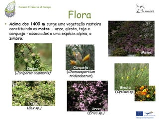 Natural Treasures of Europe


                                    Flora
 Acima dos 1400 m surge uma vegetação rasteira
  constituindo os matos - urze, giesta, tojo e
  carqueja - associados a uma espécie alpina, o
  zimbro.


                                                                             Matos



            Zimbro                     Carqueja
    (Juniperus communis)            (Chamaespartium
                                     tridendantum)


                                                                Giesta
                                                             (Cytisus sp.)


               Tojo
            Ulex sp.)                             Urze
                                               (Erica sp.)
 