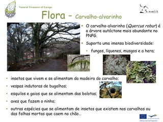 Natural Treasures of Europe


                        Flora - Carvalho-alvarinho
                                        O carvalho-alvarinho (Quercus robur) é
                                         a árvore autóctone mais abundante no
                                         PNPG.
                                        Suporta uma imensa biodiversidade:
                                          • fungos, líquenes, musgos e a hera;




• insetos que vivem e se alimentam da madeira do carvalho;
• vespas indutoras de bugalhos;
• esquilos e gaios que se alimentam das bolotas;
• aves que fazem o ninho;
• outras espécies que se alimentam de insetos que existem nos carvalhos ou
  das folhas mortas que caem no chão…
 