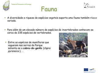 Natural Treasures of Europe


                                   Fauna
 A diversidade e riqueza de espécies vegetais suporta uma fauna também rica e
  variada.


 Para além de um elevado número de espécies de invertebrados conhecem-se
  cerca de 235 espécies de vertebrados.


 Entre as espécies de mamíferos que
  vagueiam nas serras do Parque
  salienta-se a cabra-do-gerês (Capra
  pyrenaica ), …
                                                      Cabra-do-gerês
 