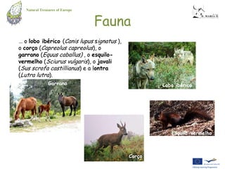Natural Treasures of Europe


                                 Fauna
… o lobo ibérico (Canis lupus signatus ),
o corço (Capreolus capreolus), o
garrano (Equus caballus) , o esquilo-
vermelho (Sciurus vulgaris), o javali
(Sus scrofa castillianus) e a lontra
(Lutra lutra).
               Garrano                              Lobo ibérico




                                                       Esquilo-vermelho



                                            Corço
 