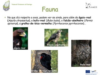Natural Treasures of Europe


                                        Fauna
 No que diz respeito a aves, podem ver-se ainda, para além da águia-real
  (Aquila chrysaetus), o bufo-real (Bubo bubo), o falcão-abelheiro (Pernis
  apivorus), a gralha-de-bico-vermelho (Pyrrhocorax pyrrhocorax)…




                                             Falcão-abelheiro
        Águia-real




                                                                Bufo-real

                               Gralha-de-bico-vermelho
 