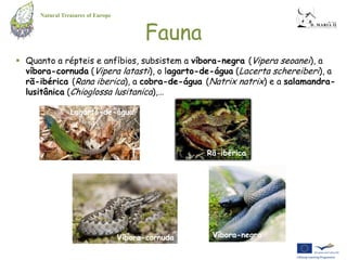 Natural Treasures of Europe


                                         Fauna
 Quanto a répteis e anfíbios, subsistem a víbora-negra (Vipera seoanei), a
  víbora-cornuda (Vipera latasti), o lagarto-de-água (Lacerta schereiberi), a
  rã-ibérica (Rana iberica), a cobra-de-água (Natrix natrix) e a salamandra-
  lusitânica (Chioglossa lusitanica),…

                Lagarto-de-água




                                                    Rã-ibérica




                                   Víbora-cornuda    Víbora-negra
 