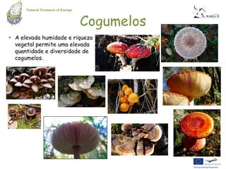 Natural Treasures of Europe


                                    Cogumelos
 A elevada humidade e riqueza
  vegetal permite uma elevada
  quantidade e diversidade de
  cogumelos.
 