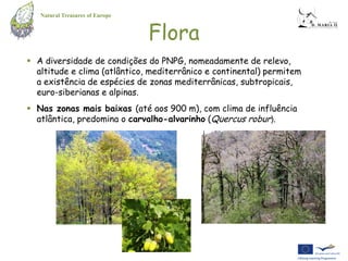 Natural Treasures of Europe


                                 Flora
 A diversidade de condições do PNPG, nomeadamente de relevo,
  altitude e clima (atlântico, mediterrânico e continental) permitem
  a existência de espécies de zonas mediterrânicas, subtropicais,
  euro-siberianas e alpinas.
 Nas zonas mais baixas (até aos 900 m), com clima de influência
  atlântica, predomina o carvalho-alvarinho (Quercus robur).
 