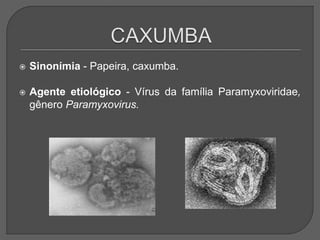  Sinonímia - Papeira, caxumba.
 Agente etiológico - Vírus da família Paramyxoviridae,
gênero Paramyxovirus.
 