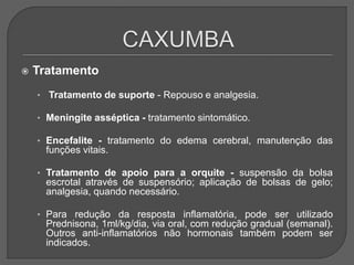  Tratamento
• Tratamento de suporte - Repouso e analgesia.
• Meningite asséptica - tratamento sintomático.
• Encefalite - tratamento do edema cerebral, manutenção das
funções vitais.
• Tratamento de apoio para a orquite - suspensão da bolsa
escrotal através de suspensório; aplicação de bolsas de gelo;
analgesia, quando necessário.
• Para redução da resposta inflamatória, pode ser utilizado
Prednisona, 1ml/kg/dia, via oral, com redução gradual (semanal).
Outros anti-inflamatórios não hormonais também podem ser
indicados.
 