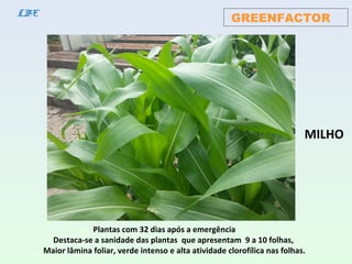 Plantas com 32 dias após a emergência
Destaca-se a sanidade das plantas que apresentam 9 a 10 folhas,
Maior lâmina foliar, verde intenso e alta atividade clorofílica nas folhas.
GREENFACTORLBE
MILHO
 