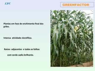 Plantas em fase de enchimento final dos
grãos.
Intensa atividade clorofílica.
Raízes adjacentes e todas as folhas
com verde sadio brilhante.
GREENFACTORLBE
 