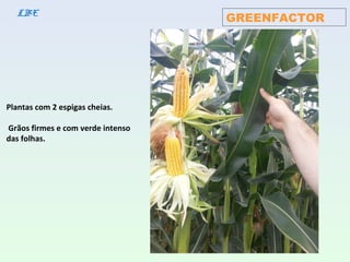 Plantas com 2 espigas cheias.
Grãos firmes e com verde intenso
das folhas.
GREENFACTORLBE
 
