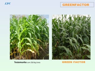 GREENFACTORLBE
Testemunha com 250 Kg Ureia GREEN FACTOR
 