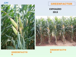 GREENFACTORLBE
GREENFACTO
R
GREENFACTO
R
EXPOAGRO
2013
 
