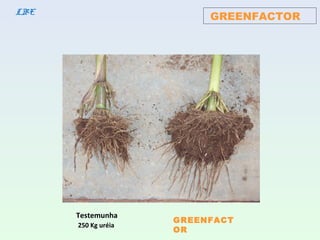 GREENFACTORLBE
Testemunha
250 Kg uréia
GREENFACT
OR
 