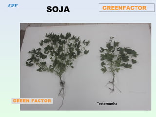GREENFACTORLBE
SOJA
GREEN FACTOR
Testemunha
 