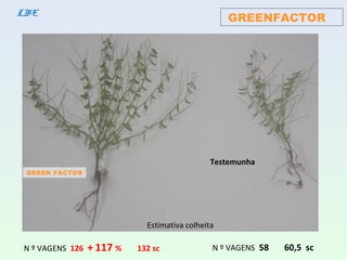 GREENFACTORLBE
N º VAGENS 126 + 117 % 132 sc N º VAGENS 58 60,5 sc
Estimativa colheita
GREEN FACTOR
Testemunha
 