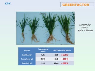GREENFACTORLBE
AVALIAÇÃO
56 Dias
Após o Plantio
Plantas
Testemunha
Média
GREEN FACTOR Média
Perfilhos Nº 9,25 23,5 + 154 %
Peso planta (g) 21,43 81,0 + 230 %
Peso Raiz (g) 9,20 33,46 + 263 %
 