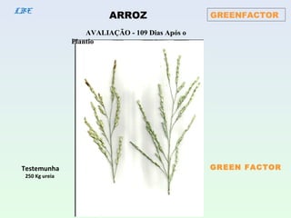GREENFACTOR
LBE
ARROZ
Testemunha
250 Kg ureia
GREEN FACTOR
AVALIAÇÃO - 109 Dias Após o
Plantio
 