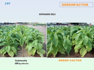 GREENFACTORLBE
GREEN FACTORTestemunha
500 kg salitre/ha
EXPOAGRO 2013
 