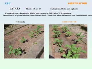 GREENFACTORLBE
BATATA Plantio – 15 fev -13 Avaliação aos 44 dias após o plantio:
Comparado com a Testemunha 44 dias após o plantio, o GREENFACTOR apresenta:
Maior número de plantas nascidas, mais biomassa foliar e folhas com maior lâmina foliar com verde brilhante sadio.
Testemunha GREENFACTOR
 