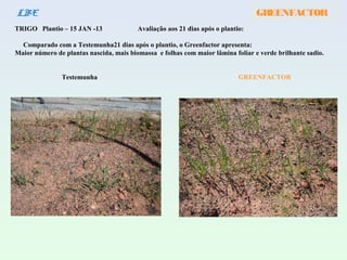 GREENFACTORLBE
TRIGO Plantio – 15 JAN -13 Avaliação aos 21 dias após o plantio:
Comparado com a Testemunha21 dias após o plantio, o Greenfactor apresenta:
Maior número de plantas nascida, mais biomassa e folhas com maior lâmina foliar e verde brilhante sadio.
Testemunha GREENFACTOR
 