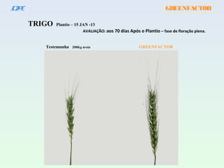 GREENFACTORLBE
TRIGO Plantio – 15 JAN -13
AVALIAÇÃO: aos 70 dias Após o Plantio – fase de floração plena.
Testemunha 200Kg ureia GREENFACTOR
 