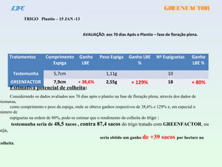GREENFACTORLBE
TRIGO Plantio – 15 JAN -13
AVALIAÇÃO: aos 70 dias Após o Plantio – fase de floração plena.
Tratamentos Comprimento
Espiga
Ganho
LBE
Peso Espiga Ganho LBE
%
Nº Espiguetas Ganho
LBE %
Testemunha 5,7cm 1,11g 10
GREENFACTOR 7,9cm + 38,6% 2,55g + 129% 18 + 80%
Estimativa potencial de colheita:
Considerando os dados avaliados aos 70 dias após o plantio na fase de floração plena, através dos dados de
biomassa,
como comprimento e peso da espiga, onde se obteve ganhos respectivos de 38,6% e 129% e, em especial o
número de
espiguetas na ordem de 80%, pode-se estimar que o rendimento da colheita do trigo :
testemunha seria de 48,5 sacos , contra 87,4 sacos do trigo tratado com GREENFACTOR, ou
seja,
seria obtido um ganho de +39 sacos por hectare na
colheita.
 