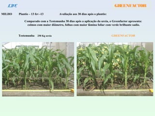 GREENFACTORLBE
MILHO Plantio – 13 fev -13 Avaliação aos 38 dias após o plantio:
Comparado com a Testemunha 38 dias após a aplicação da ureia, o Greenfactor apresenta:
colmos com maior diâmetro, folhas com maior lâmina foliar com verde brilhante sadio.
Testemunha 250 Kg ureia GREENFACTOR
 