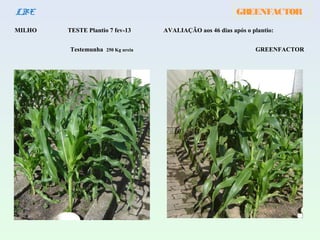 GREENFACTORLBE
MILHO TESTE Plantio 7 fev-13 AVALIAÇÃO aos 46 dias após o plantio:
Testemunha 250 Kg ureia GREENFACTOR
 