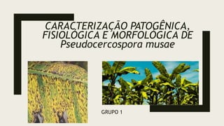 GRUPO 1
CARACTERIZAÇÃO PATOGÊNICA,
FISIOLÓGICA E MORFOLÓGICA DE
Pseudocercospora musae
 