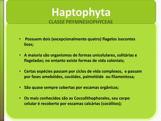Haptophyta
CLASSE PRYMNESIOPHYCEAE
• Possuem dois (excepcionalmente quatro) flagelos isocontes
lisos;
• A maioria são organismos de formas unicelulares, solitárias e
flageladas; no entanto existe formas de vida coloniais;
• Certas espécies passam por ciclos de vida complexos, e passam
por fases amebóides, cocóides, palmelóide ou filamentosa;
• São quase sempre cobertas por escamas orgânicas;
• Os mais conhecidos são as Coccolithophorales, seu corpo
celular é recoberto por escamas calcárias (cocólitos);

 