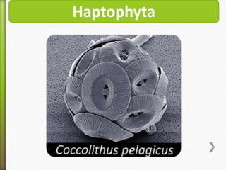 Haptophyta

 